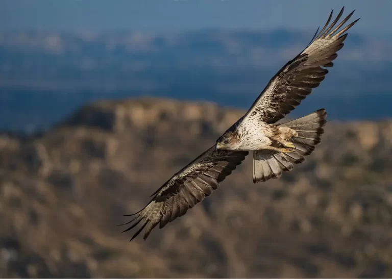 La Junta identifica 17 áreas adecuadas para la cría del águila perdicera en Castilla y León