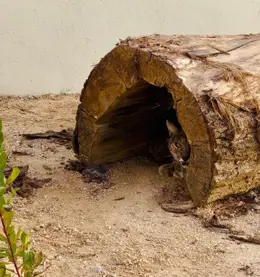 La Junta destina 574.000 euros a infraestructuras para potenciar el programa de reintroducción del