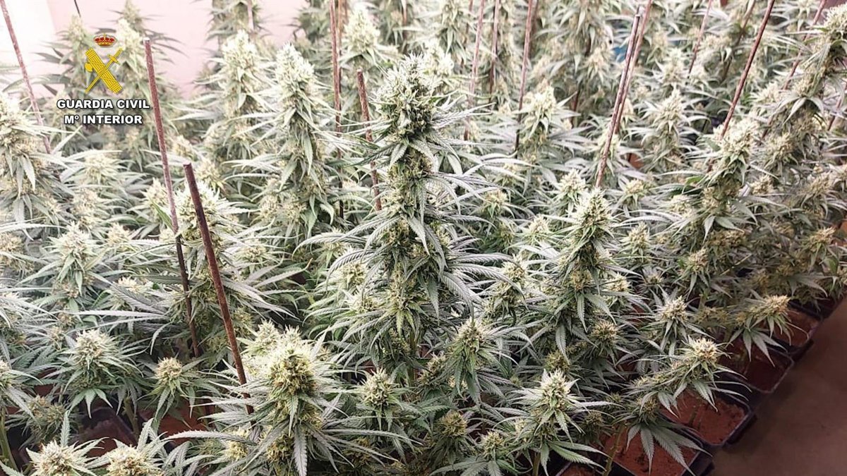 Desmanteladas tres cultivos de marihuana indoor en Ajofrín con 1.200 plantas incautadas