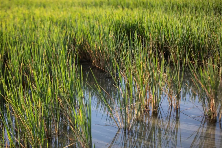 El sector arrocero andaluz alerta sobre la competencia desleal del arroz importado y su posible