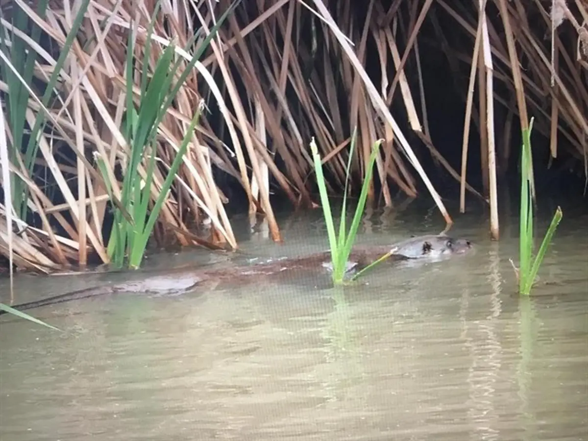 El Ayuntamiento anuncia el retorno de las nutrias al río Manzanares.