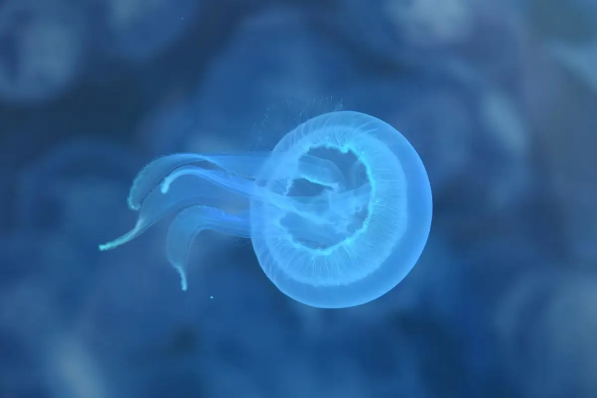 Un banco de medusas provoca picaduras a más de 50 triatletas en Tavernes de la Valldigna