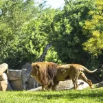 Bioparc Valencia se posiciona entre las 10 mejores atracciones en TripAdvisor