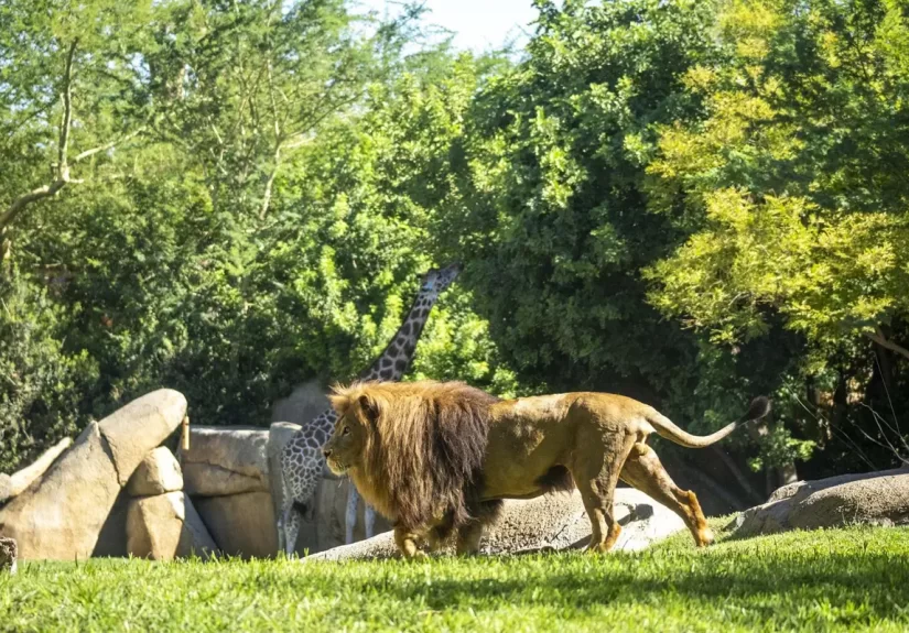 Bioparc Valencia se posiciona entre las 10 mejores atracciones en TripAdvisor