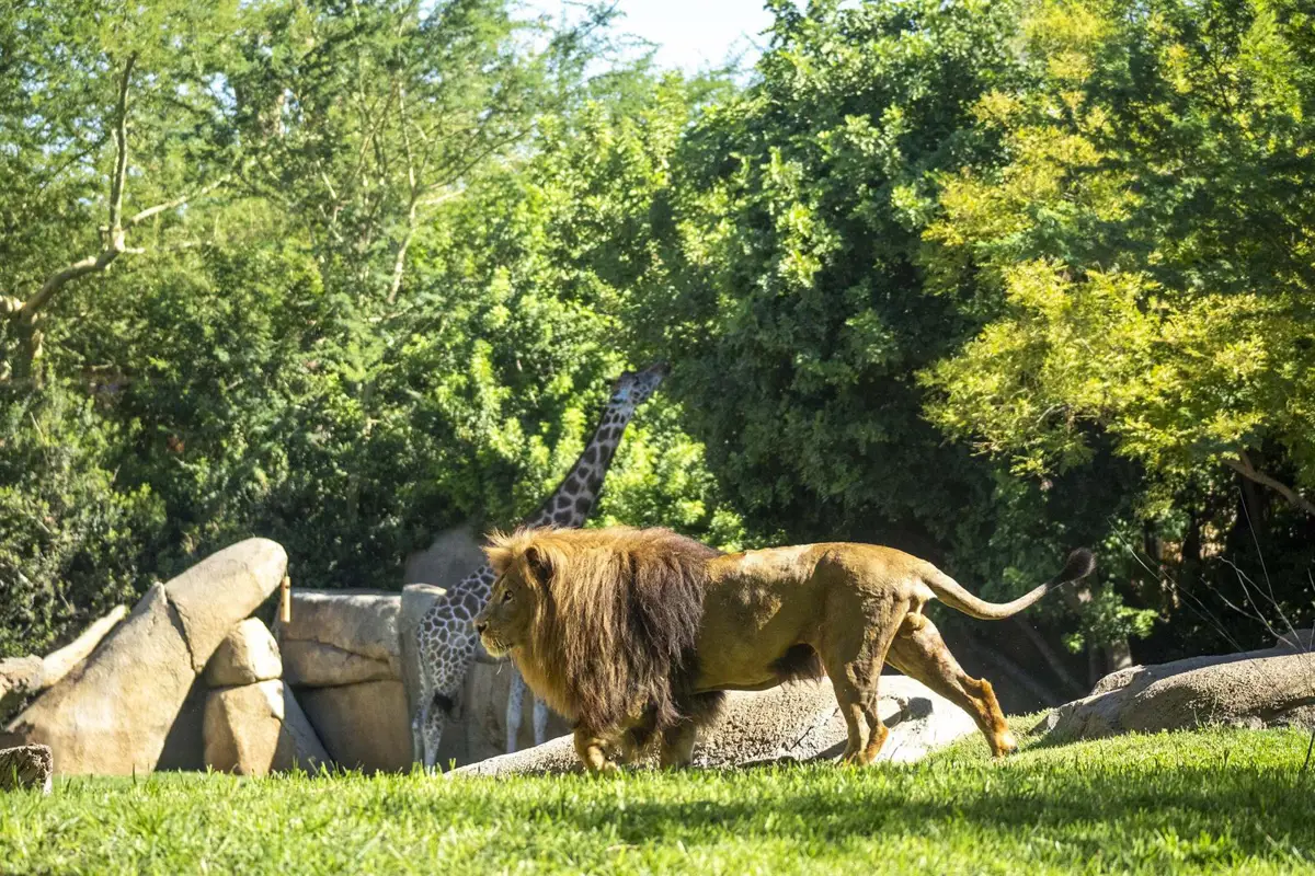 Bioparc Valencia se posiciona entre las 10 mejores atracciones en TripAdvisor